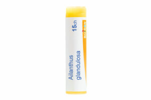 AILANTHUS GLANDULOSA - Doses homéopathiques