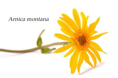 arnica