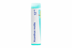 ACANTHUS MOLLIS - Doses homéopathiques