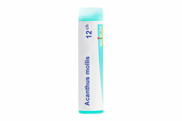ACANTHUS MOLLIS - Doses homéopathiques
