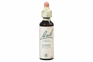 Fleurs de Bach n°13 GORSE Sentiment d’incertitude – Espoir 20 ml