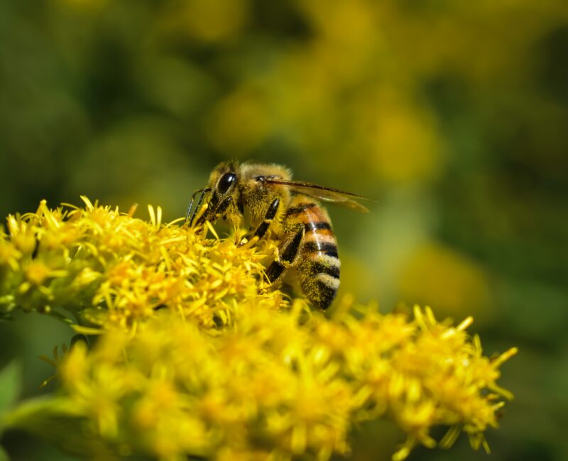 apis mellifica