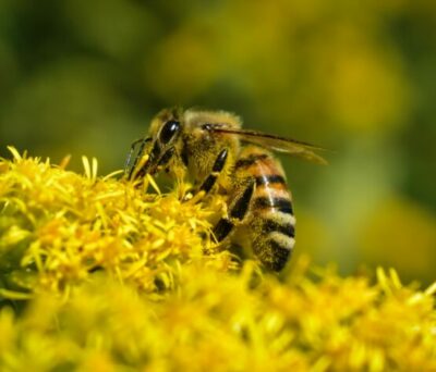 apis mellifica