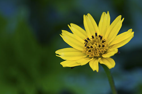 Arnica montana – plante médicinale utilisée en homéopathie